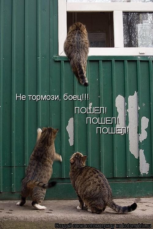 Не тормози, боец!!! ПОШЕЛ! ПОШЕЛ! ПОШЕЛ!... Котоматрица: Не тормози, боец!!! ПОШЕЛ! ПОШЕЛ! ПОШЕЛ!