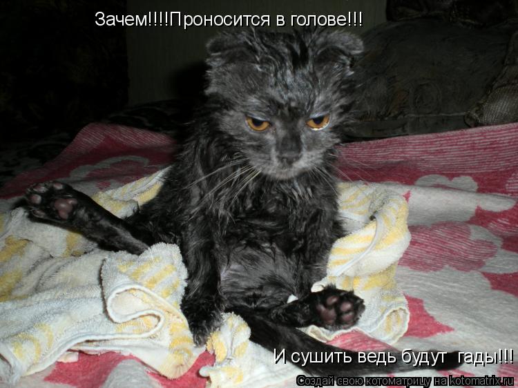 Котоматрица: Зачем!!!!Проносится в голове!!!  И сушить ведь будут  гады!!!