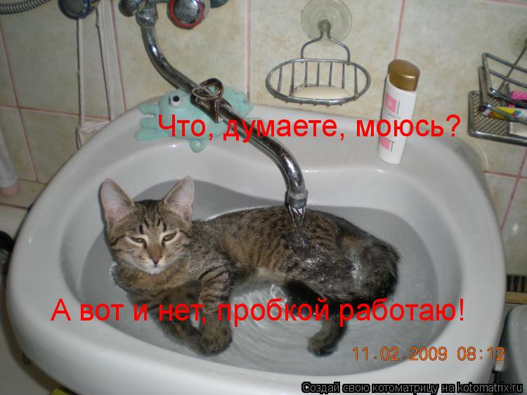 Что, думаете, моюсь? А вот и нет, пробкой работаю!... Котоматрица: Что, думаете, моюсь? А вот и нет, пробкой работаю!