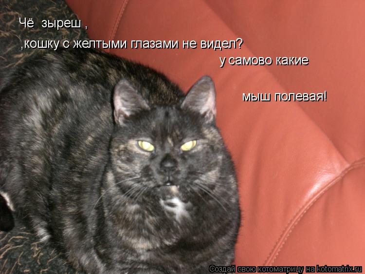 Чё зыреш , кошку с жёлтыми глазами не видел а?! а у самово какие мыш полевая Чё зыреш , ,кошку с ж... Котоматрица: Чё зыреш , кошку с жёлтыми глазами не видел а?! а у самово какие мыш полевая Чё зыреш , ,кошку с желтыми глазами не видел? у самово какие мыш п