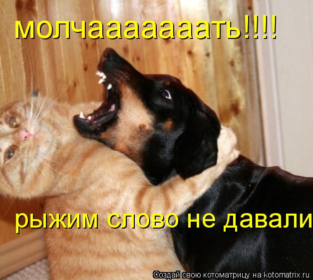 молчааааааать!!!! рыжим слово не давали... Котоматрица: молчааааааать!!!! рыжим слово не давали