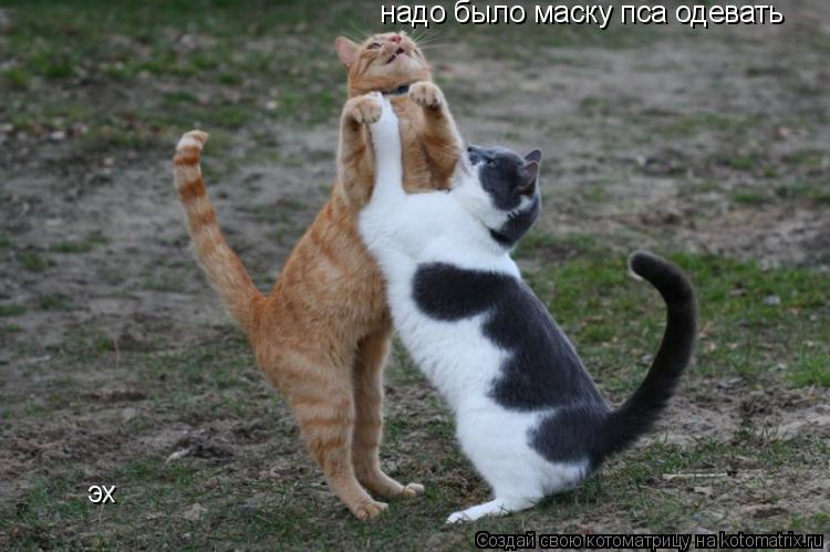 эх надо было маску пса одевать... Котоматрица: эх надо было маску пса одевать