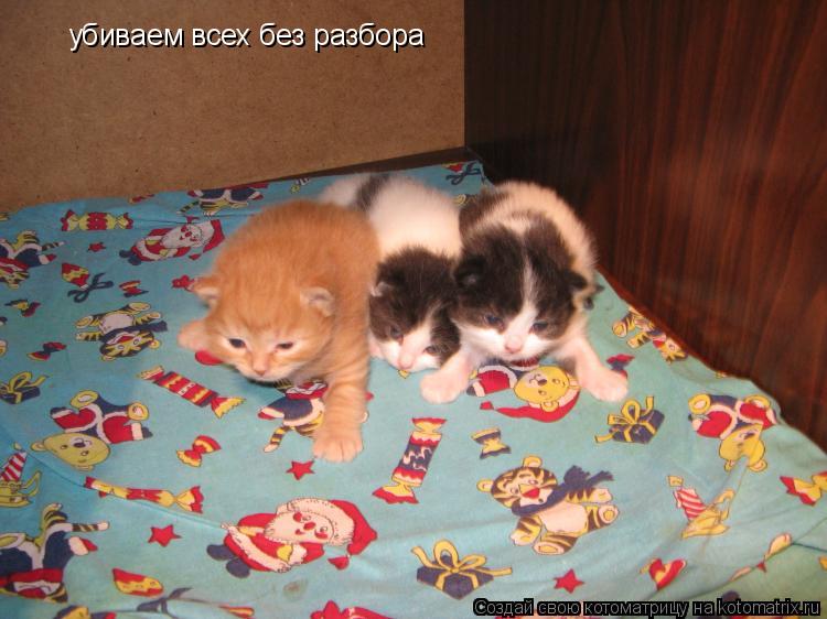 убиваем всех без разбора... Котоматрица: убиваем всех без разбора