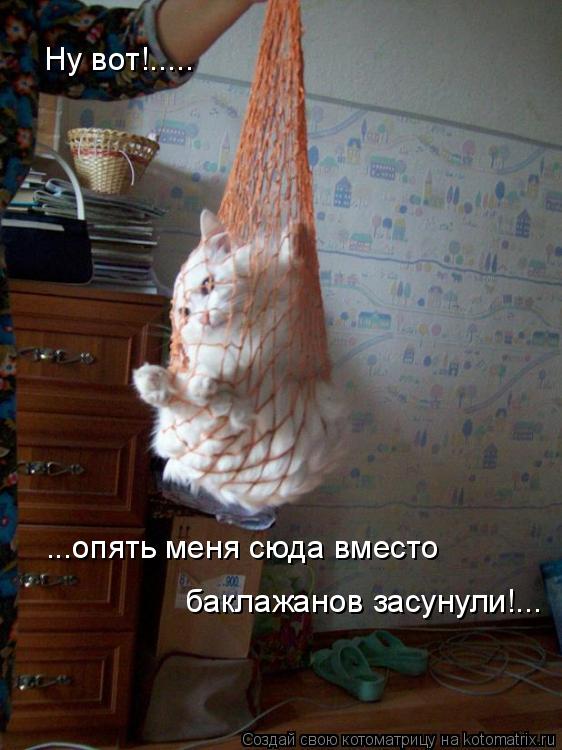 Ну вот!..... ...опять меня сюда вместо баклажанов засунули!...... Котоматрица: Ну вот!..... ...опять меня сюда вместо баклажанов засунули!...