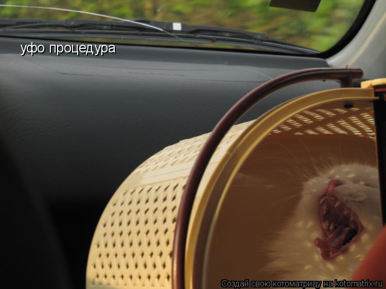 уфо процедура... Котоматрица: уфо процедура