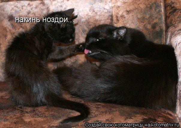 Котоматрица: накинь ноздри...