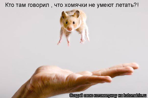 Кто там говорил , что хомячки не умеют летать?!... Котоматрица: Кто там говорил , что хомячки не умеют летать?!
