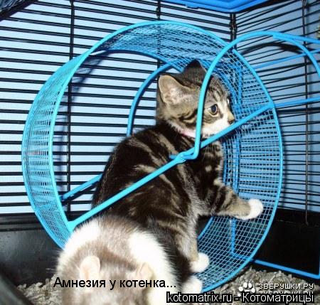 Амнезия у котенка...... Котоматрица: Амнезия у котенка...