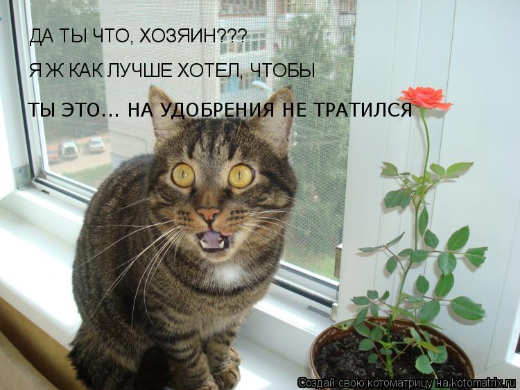 ДА ТЫ ЧТО, ХОЗЯИН??? ТЫ ЭТО... НА УДОБРЕНИЯ НЕ ТРАТИЛСЯ Я Ж КАК ЛУЧШЕ ХОТЕЛ, ЧТОБЫ... Котоматрица: ДА ТЫ ЧТО, ХОЗЯИН??? ТЫ ЭТО... НА УДОБРЕНИЯ НЕ ТРАТИЛСЯ Я Ж КАК ЛУЧШЕ ХОТЕЛ, ЧТОБЫ