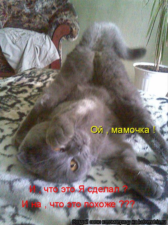 Котоматрица: Ой , мамочка !  И , что это Я сделал ? И на , что это похоже ???