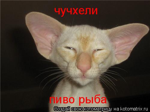 чучхели пиво рыба... Котоматрица: чучхели пиво рыба