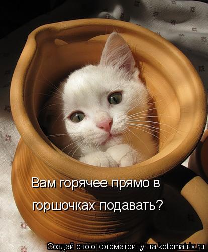 Вам горячее прямо в горшочках подавать?... Котоматрица: Вам горячее прямо в горшочках подавать?