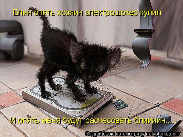 Котоматрица: Блин опять хозяин электрошокер купил И опять меня будут расчесовать блиииин.....