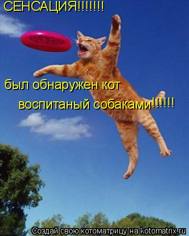 Котоматрица: СЕНСАЦИЯ!!!!!!! был обнаружен кот  воспитаный собаками !!!!!!