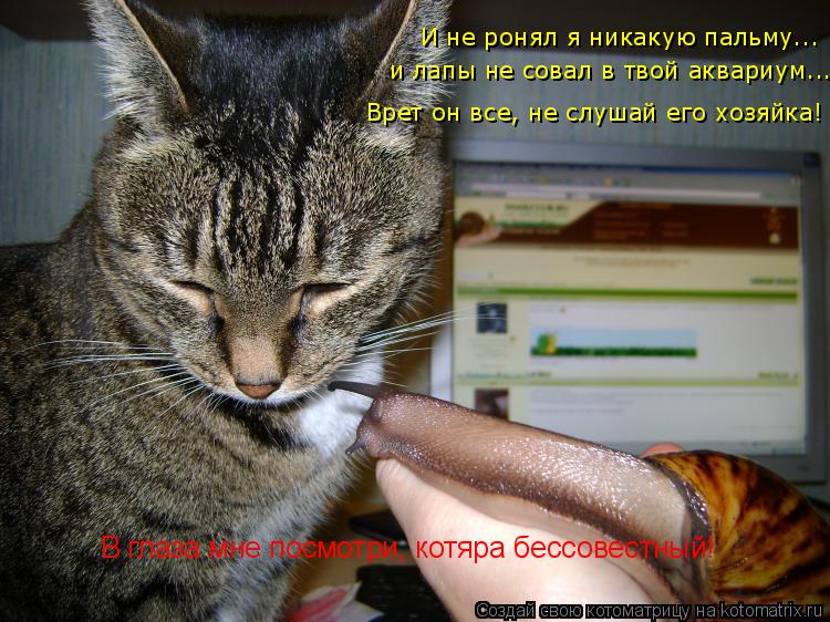 И не ронял я никакую пальму... и лапы не совал в твой аквариум... Врет он все, не слушай его хозяйка!... Котоматрица: И не ронял я никакую пальму... и лапы не совал в твой аквариум... Врет он все, не слушай его хозяйка! В глаза мне посмотри, котяра бессовестный!