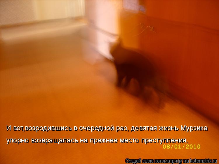 И вот,возродившись в очередной раз, девятая жизнь Мурзика упорно возвращалась на прежнее место прес... Котоматрица: И вот,возродившись в очередной раз, девятая жизнь Мурзика упорно возвращалась на прежнее место преступления.