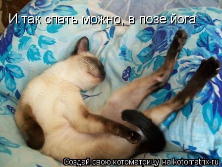 И так спать можно, в позе йога... Котоматрица: И так спать можно, в позе йога