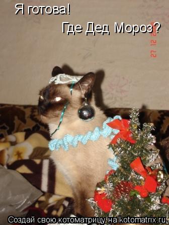 Я готова! Где Дед Мороз? Где Дед Мороз?... Котоматрица: Я готова! Где Дед Мороз? Где Дед Мороз?