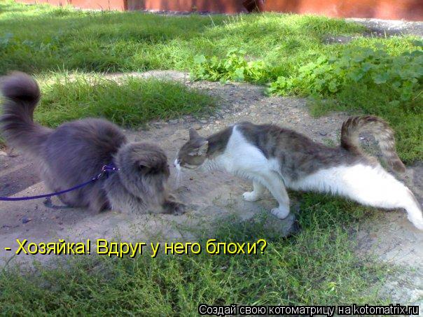 - Хозяйка! Вдруг у него блохи?... Котоматрица: - Хозяйка! Вдруг у него блохи?