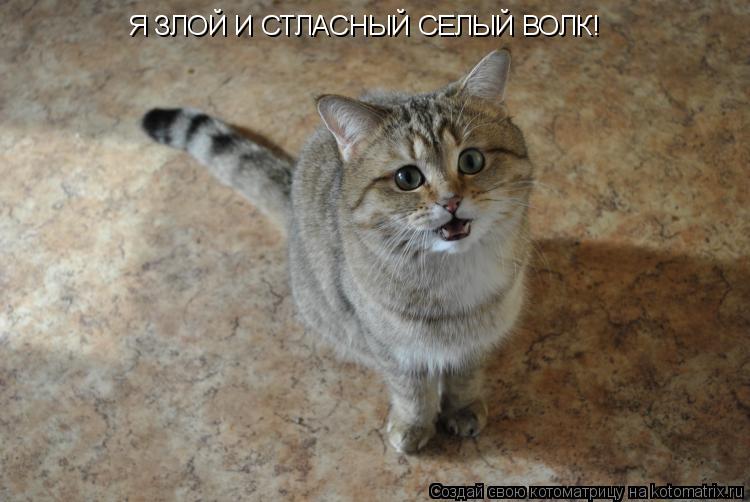 Я ЗЛОЙ И СТЛАСНЫЙ СЕЛЫЙ ВОЛК!... Котоматрица: Я ЗЛОЙ И СТЛАСНЫЙ СЕЛЫЙ ВОЛК!