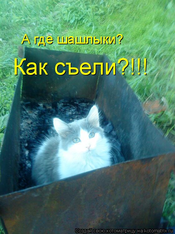 А где шашлыки? Как съели?!!!... Котоматрица: А где шашлыки? Как съели?!!!