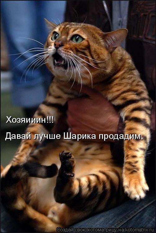 Котоматрица: Хозяииин!!! Давай лучше Шарика продадим.