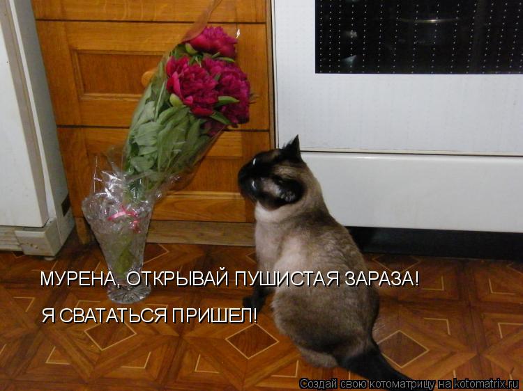 Котоматрица: МУРЕНА, ОТКРЫВАЙ ПУШИСТАЯ ЗАРАЗА! Я СВАТАТЬСЯ ПРИШЕЛ!