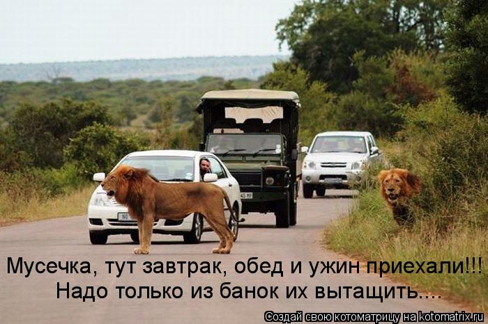 Мусечка, тут завтрак, обед и ужин приехали!!! Надо только из банок их вытащить....... Котоматрица: Мусечка, тут завтрак, обед и ужин приехали!!! Надо только из банок их вытащить....