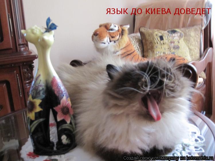 ЯЗЫК ДО КИЕВА ДОВЕДЕТ... Котоматрица: ЯЗЫК ДО КИЕВА ДОВЕДЕТ