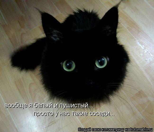 вообще я белый и пушистый... просто у нас такие соседи...... Котоматрица: вообще я белый и пушистый... просто у нас такие соседи...