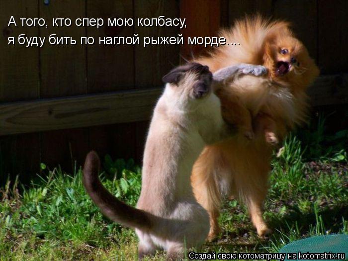 Котоматрица: А того, кто спер мою колбасу, я буду бить по наглой рыжей морде....