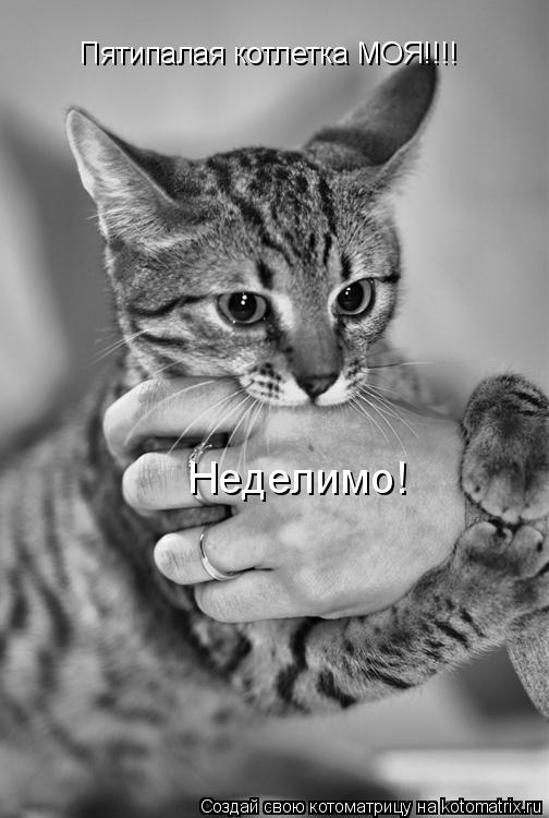 Пятипалая котлетка МОЯ!!!! Неделимо!... Котоматрица: Пятипалая котлетка МОЯ!!!! Неделимо!