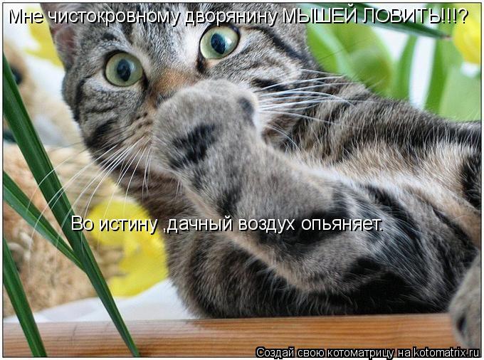 Мне чистокровному дворянину МЫШЕЙ ЛОВИТЬ!!!? Во истину ,дачный воздух опьяняет.... Котоматрица: Мне чистокровному дворянину МЫШЕЙ ЛОВИТЬ!!!? Во истину ,дачный воздух опьяняет.