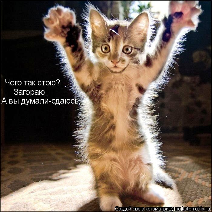 Котоматрица: Чего так стою? Загораю! А вы думали-сдаюсь,