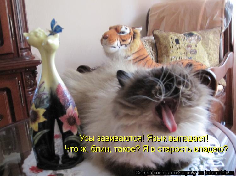Котоматрица: Усы завиваются! Язык выпадает! Что ж, блин, такое? Я в старость впадаю?