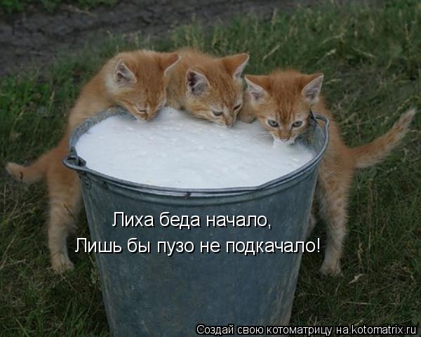 Лиха беда начало, Лишь бы пузо не подкачало!... Котоматрица: Лиха беда начало, Лишь бы пузо не подкачало!