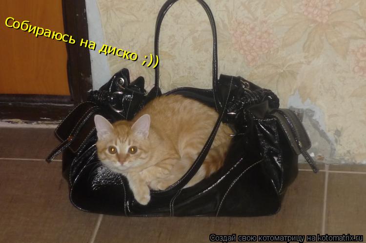 Котоматрица: Собираюсь на диско ;))