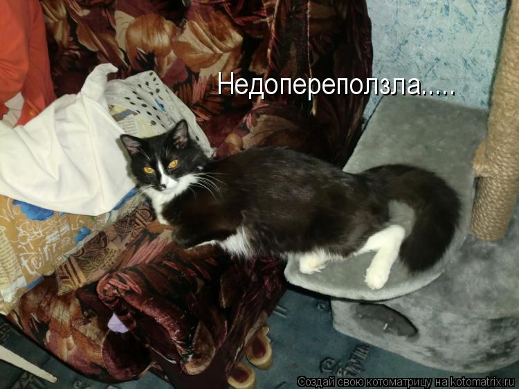 Котоматрица: Недопереползла.....