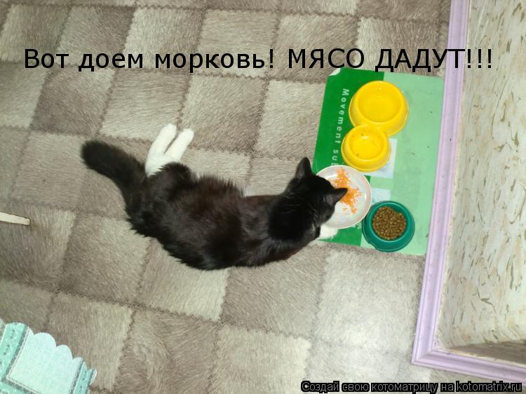 Вот доем морковь! МЯСО ДАДУТ!!!... Котоматрица: Вот доем морковь! МЯСО ДАДУТ!!!
