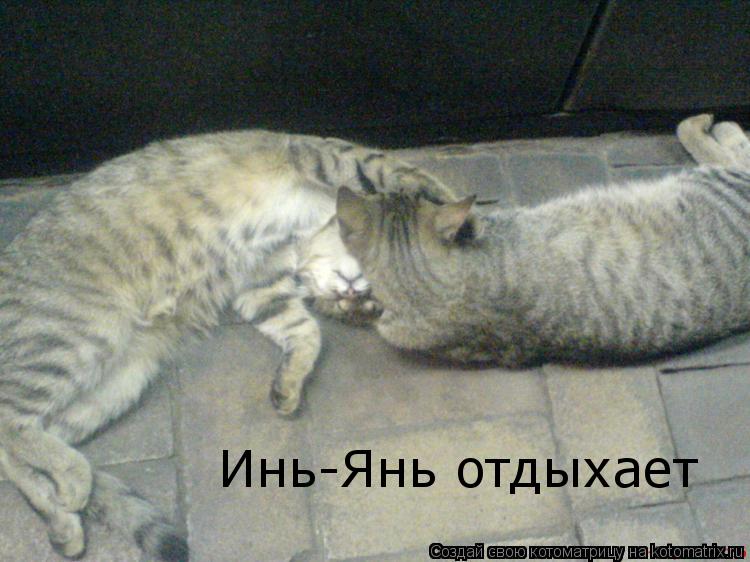 Инь-Янь отдыхает... Котоматрица: Инь-Янь отдыхает