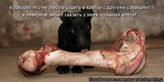 Котоматрица: я говорил что не люблю сидеть в клетке с другими собаками!!!! я наверное забыл сказать у меня хорошый апетит...