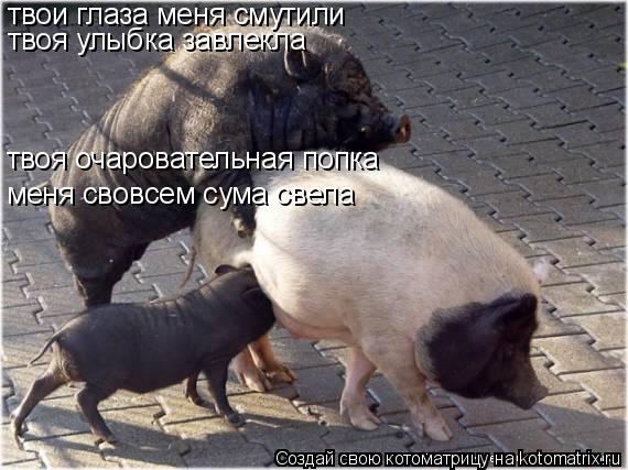 Котоматрица: твои глаза меня смутили твоя улыбка завлекла твоя очаровательная попка меня свовсем сума свела