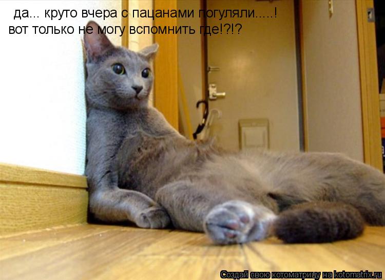 Котоматрица: да... круто вчера с пацанами погуляли.....! вот только не могу вспомнить где!?!?
