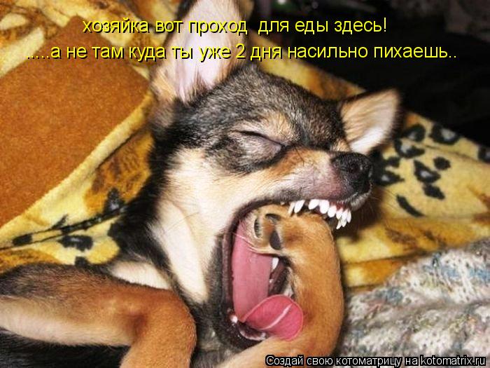 Котоматрица: хозяйка вот проход  для еды здесь! .....а не там куда ты уже 2 дня насильно пихаешь..