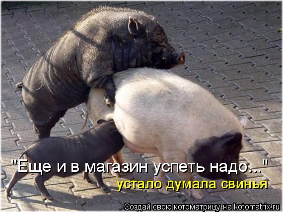 "Еще и в магазин успеть надо..." устало думала свинья... Котоматрица: "Еще и в магазин успеть надо..." устало думала свинья