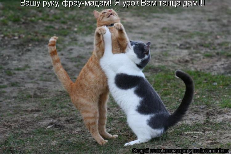 Вашу руку, фрау-мадам! Я урок Вам танца дам!!!... Котоматрица: Вашу руку, фрау-мадам! Я урок Вам танца дам!!!
