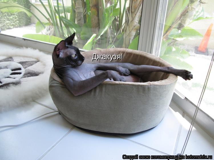 Джакузя!... Котоматрица: Джакузя!