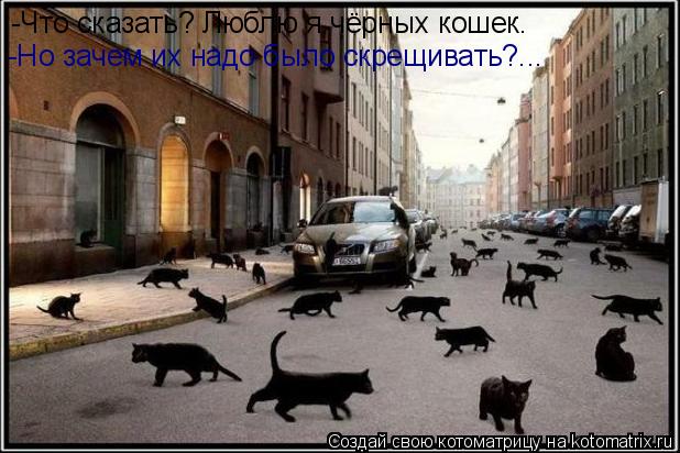 -Что сказать? Люблю я чёрных кошек… -Но зачем их надо было скрещивать?...... Котоматрица: -Что сказать? Люблю я чёрных кошек… -Но зачем их надо было скрещивать?...