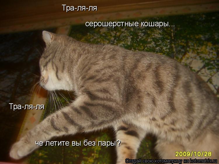 Тра-ля-ля Тра-ля-ля серошерстные кошары... Тра-ля-ля че летите вы без пары?... Котоматрица: Тра-ля-ля Тра-ля-ля серошерстные кошары... Тра-ля-ля че летите вы без пары?