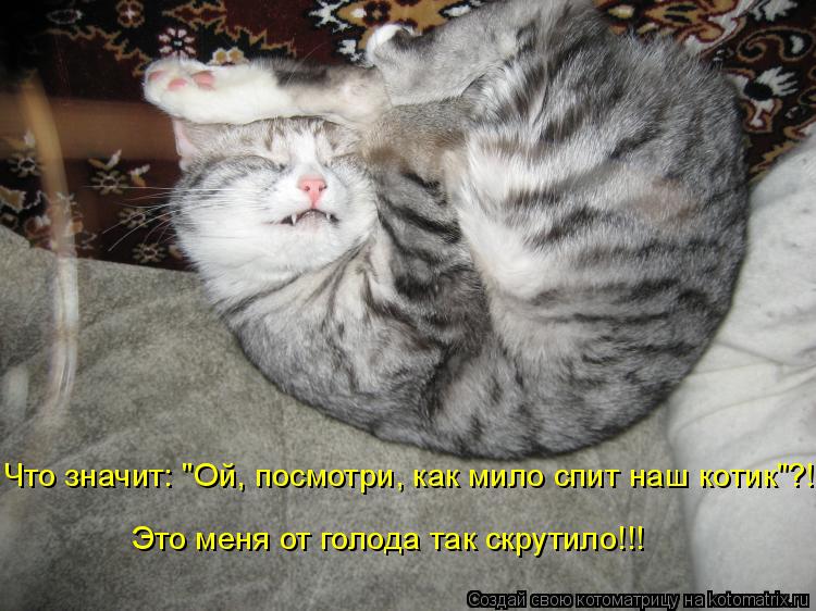 Котоматрица: Что значит: "Ой, посмотри, как мило спит наш котик"?! Это меня от голода так скрутило!!!